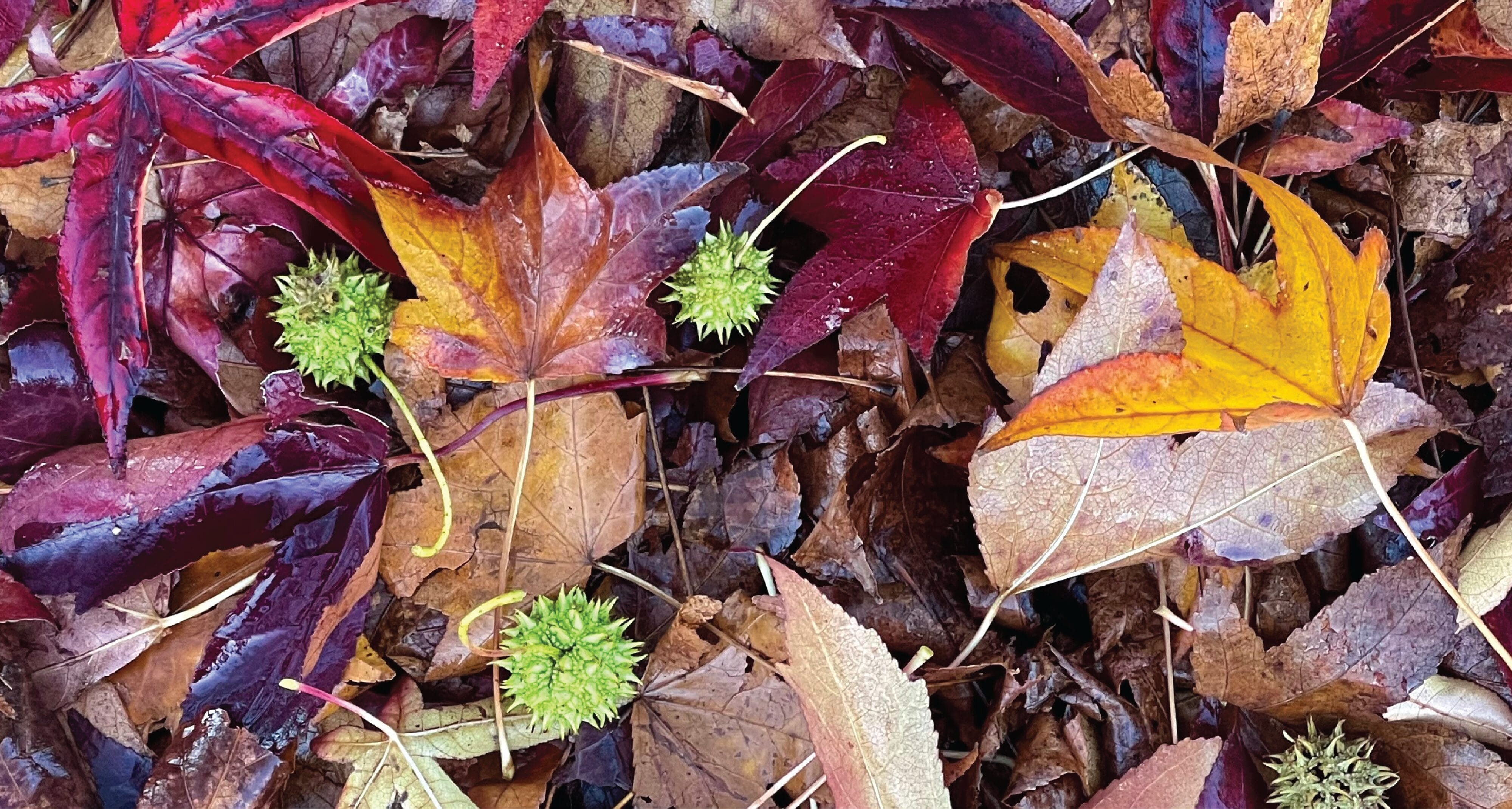 Colour Trends - Inspired by Nature