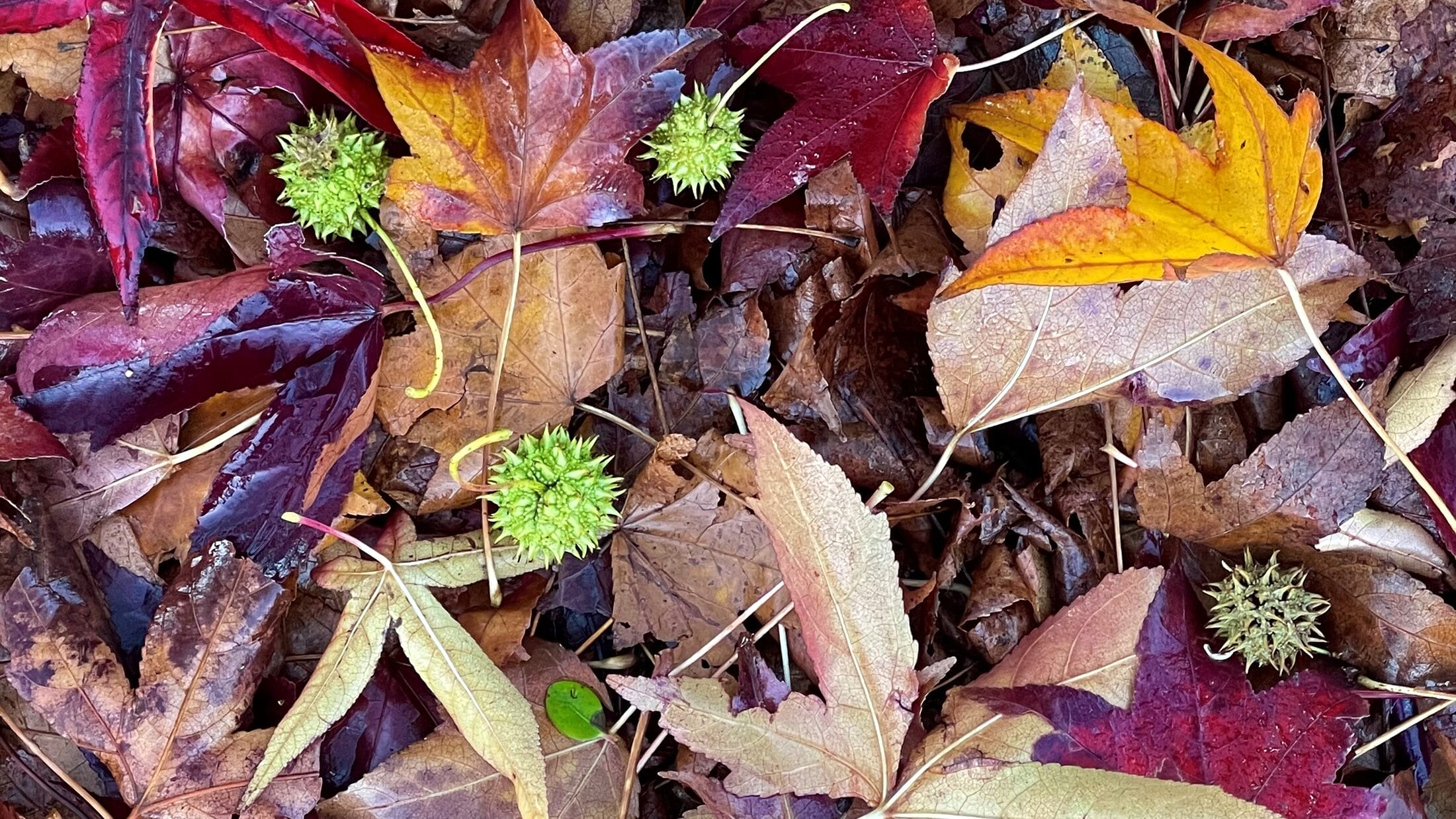 Autumn Colour Trends 2025 OOAK